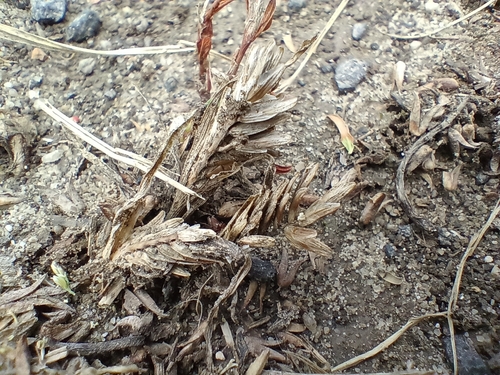 Image of Sclerochloa dura by (c) Vladimír Fuka, some rights reserved (CC BY)