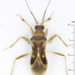 Prostemmatinae - Photo (c) Claas Damken, alguns direitos reservados (CC BY-SA), uploaded by Claas Damken