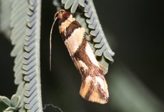 Macrobathra desmotoma