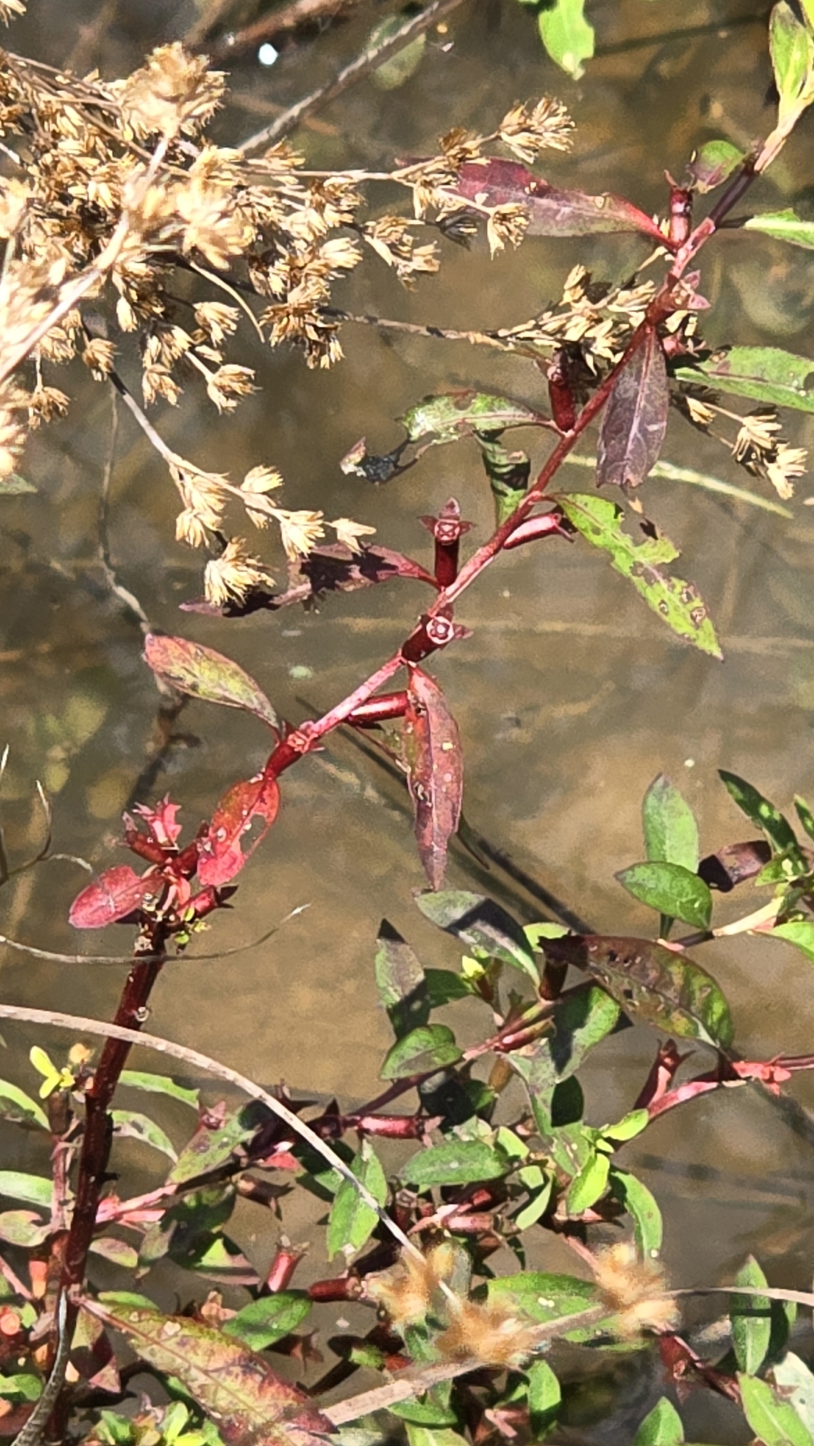Imagem de Ludwigia glandulosa é conhecida como "Ludwígia"