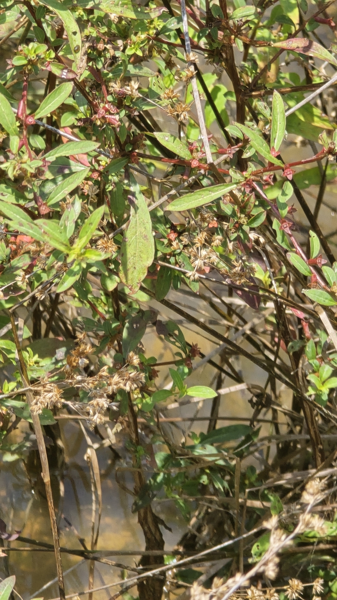 Imagem de Ludwigia glandulosa é conhecida como "Ludwígia"