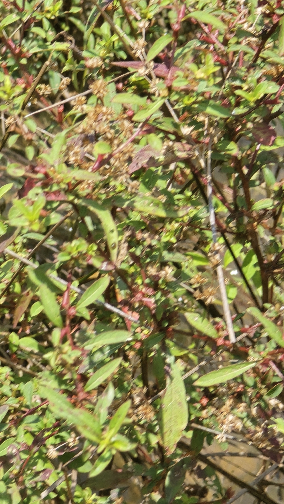 Imagem de Ludwigia glandulosa é conhecida como "Ludwígia"