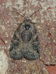 Pseudeustrotia indeterminata