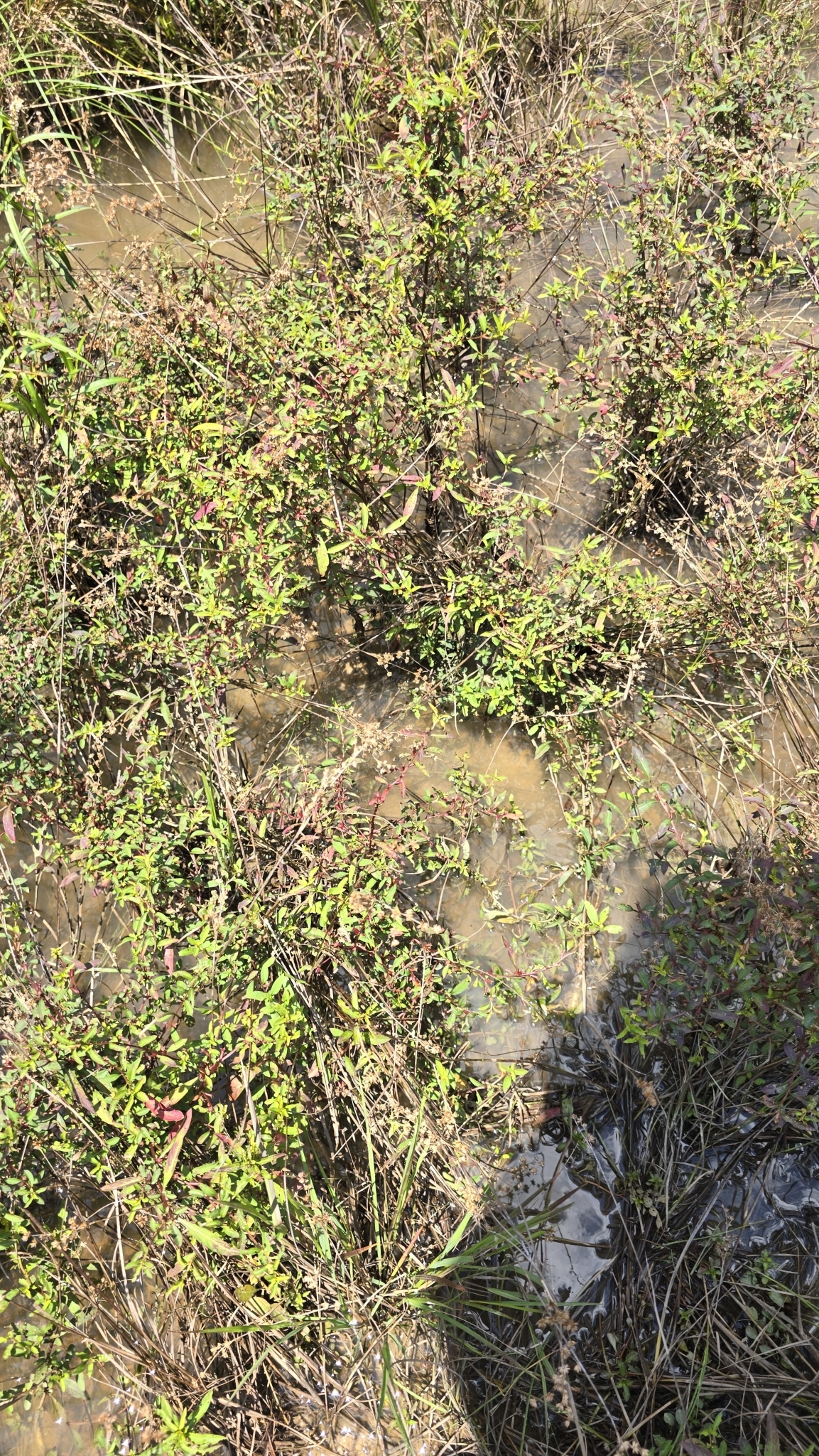 Imagem de Ludwigia glandulosa é conhecida como "Ludwígia"
