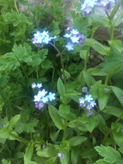 Myosotis alpestris