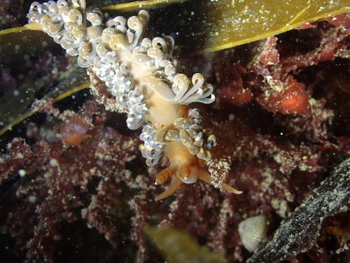 Spurilla neapolitana