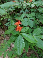 Rhododendron calendulaceum