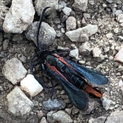 Synanthedon polygoni