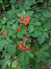 Rhododendron calendulaceum