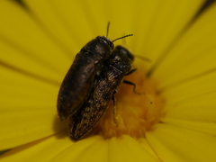 Acmaeodera