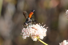 Cylindromyia intermedia