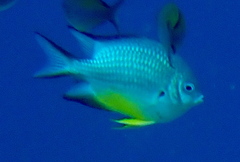 Amblyglyphidodon leucogaster