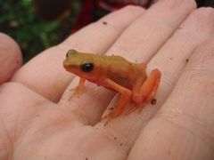 Atelopus flavescens
