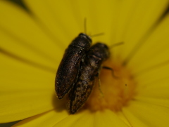 Acmaeodera