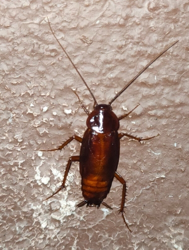 Oriental cockroach