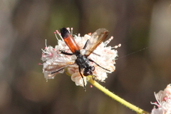 Cylindromyia intermedia