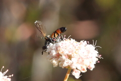 Cylindromyia intermedia