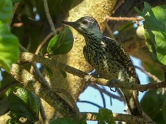 Campethera abingoni abingoni