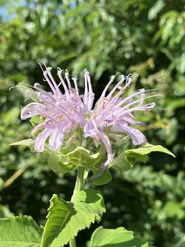 Wild bergamot (Monarda fistulosa)