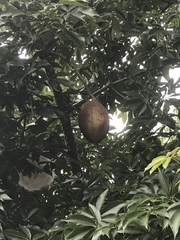 Ceiba pentandra