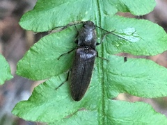 Athous sierrae varius