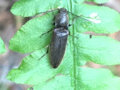 Athous sierrae varius