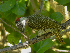 Campethera abingoni abingoni