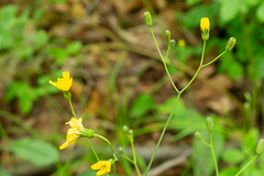 Hieracium venosum