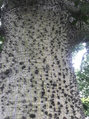 Ceiba pentandra