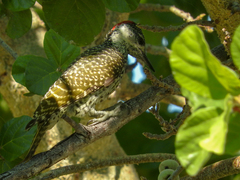 Campethera abingoni abingoni