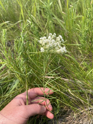 whorled milkweed