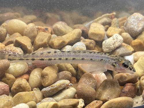 Eastern sand darter (Ammocrypta pellucida) — Percidae