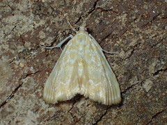 Glaphyria glaphyralis