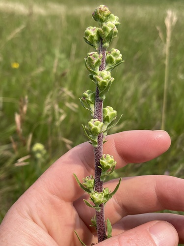 Rocky Mountain blazing star