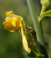 Linaria genistifolia