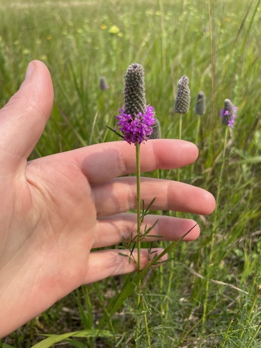 purple prairie clover