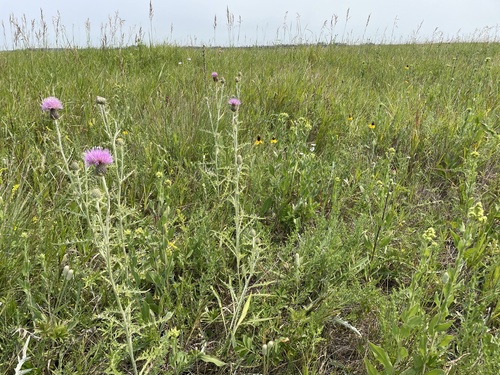 Flodman's thistle