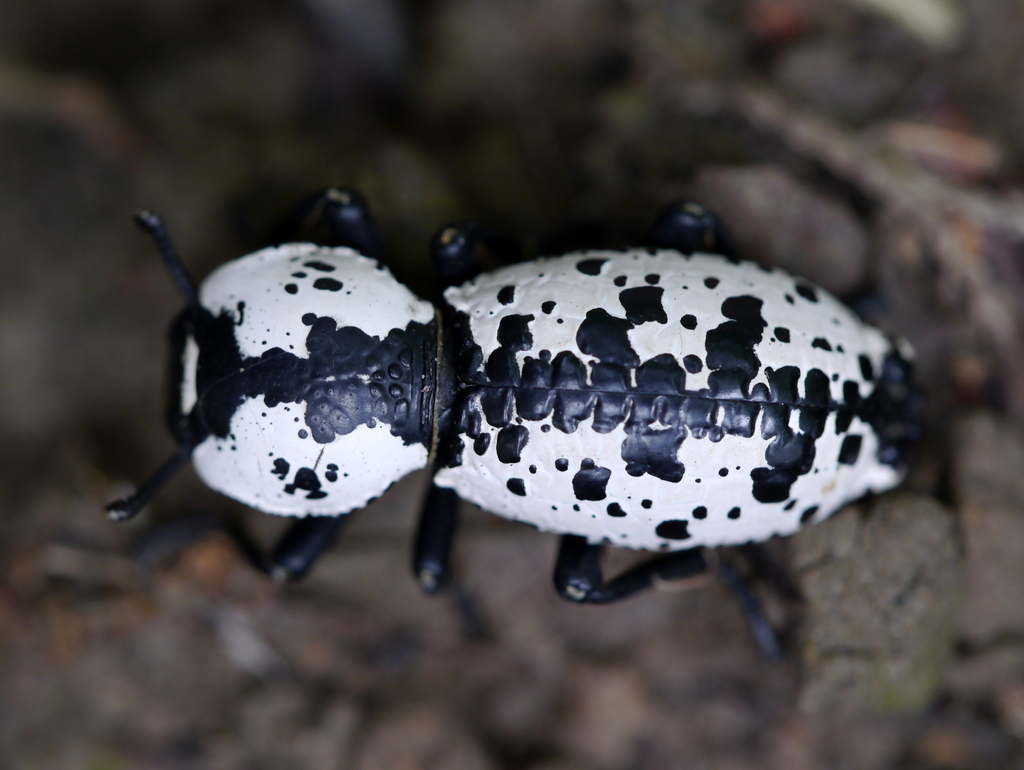 Haldeman's Ironclad Beetle