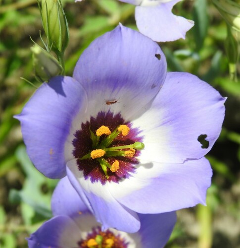 Eustoma russellianum