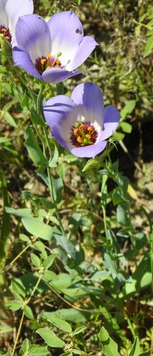Eustoma russellianum