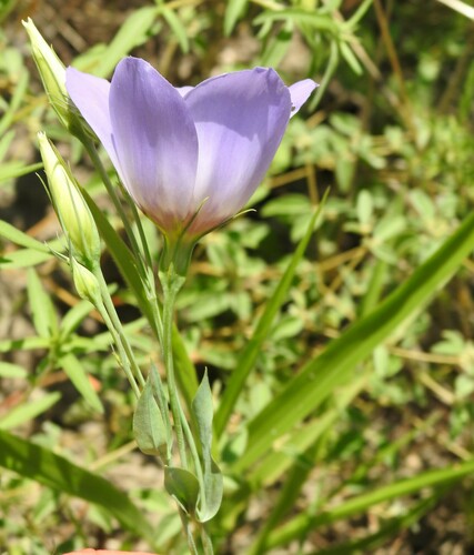 Eustoma russellianum