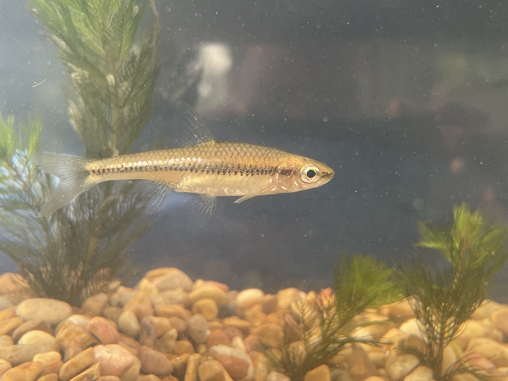 Blackchin Shiner