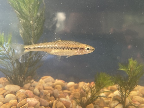 Blackchin Shiner