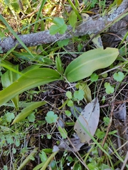 Platanthera unalascensis