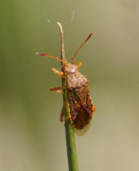 Rhopalus maculatus