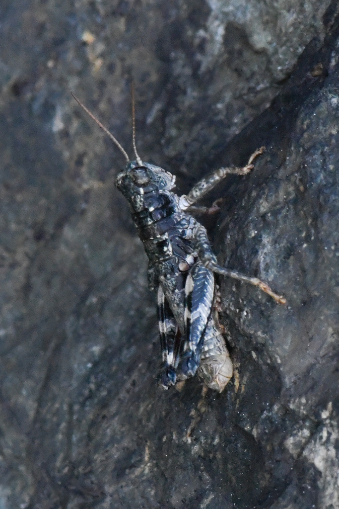 Karokia blanci
