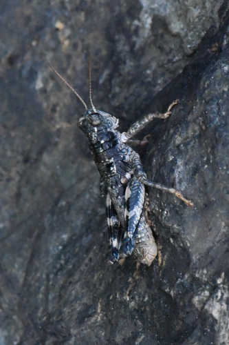 Karokia blanci