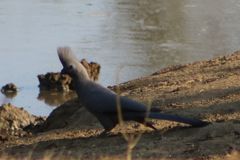 Corythaixoides concolor concolor