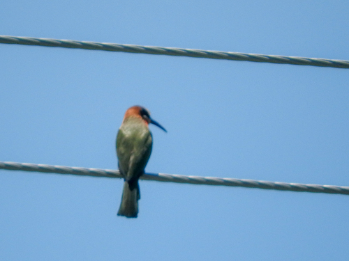 White-fronted Bee-eater
