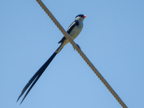 Pin-tailed Whydah